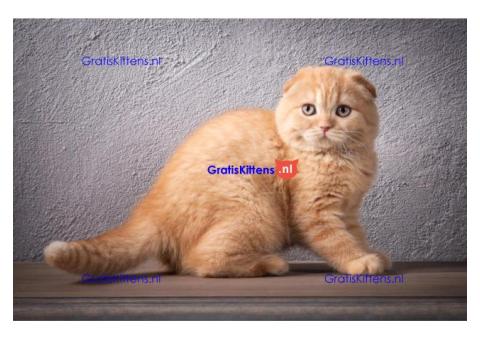 READYTica Scottish fold/straitgt langharige kittens