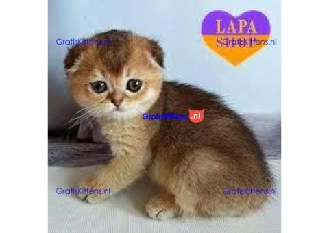 Nu klaar Scottish Fold gouden chinshila