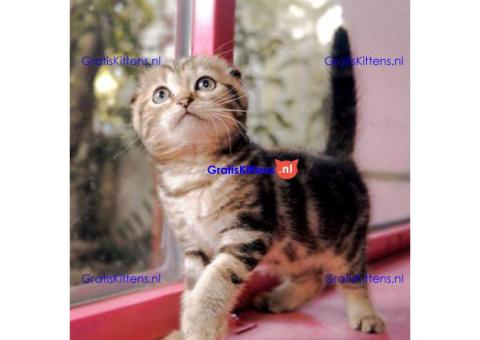 ALLEN GERESERVEERD! Scottish Fold-kittens