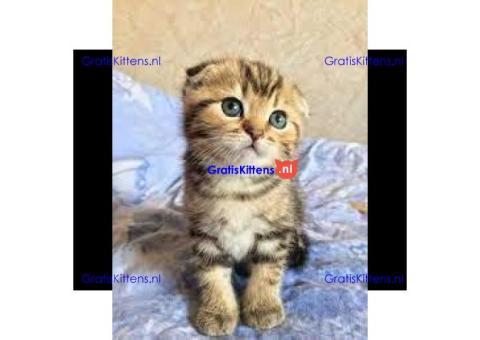 Scottish fold en straight kittens