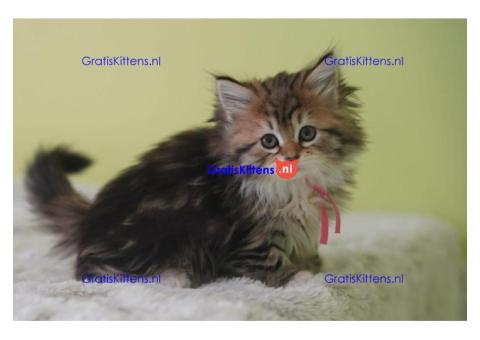 Siberische Kittens te koop