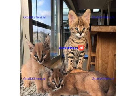 Serval, caracal, savanne kitten