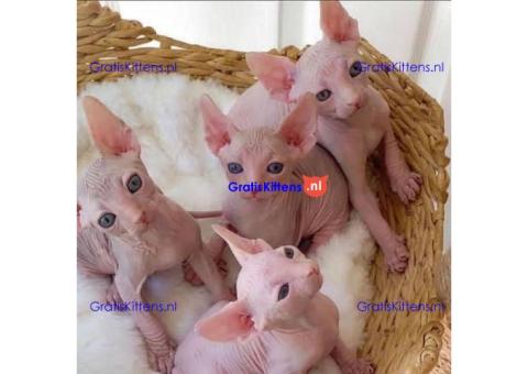 Gezonde mannelijke en vrouwelijke Sphynx-kittens