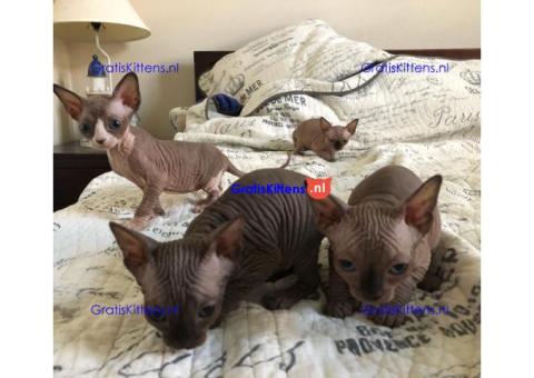 Sphynx-kittens met blauwe ogen zijn nu klaar