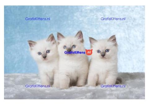 Thuis opgevoede Ragdoll-kittens