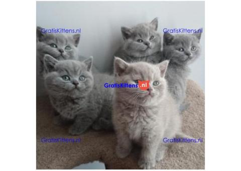 Leuke Britse korthaar kittens