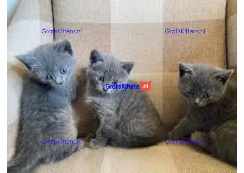 Blauwe Russische kittens te koop