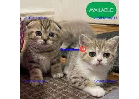Prachtige Scottish Fold Kittens (Perzische Mix)