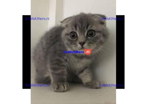 ALLEN GERESERVEERD! Scottish Fold-kittens voor reservering