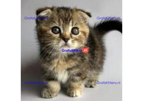 4 prachtige Scottish Fold klaar om gereserveerd te worden