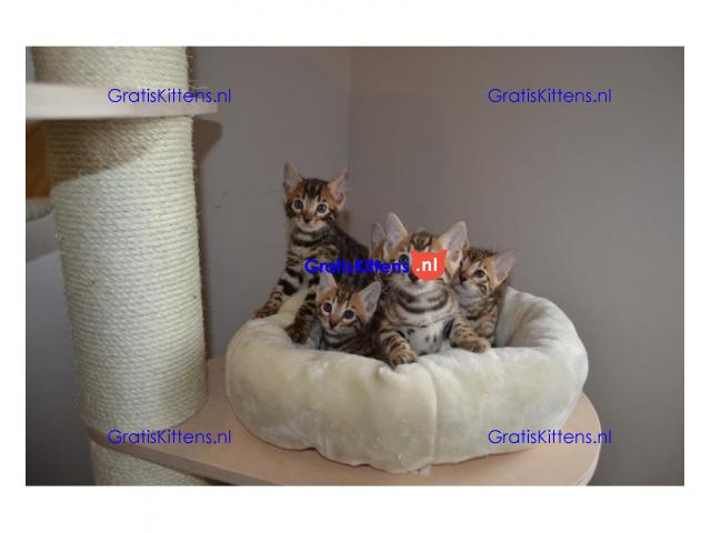 Wij bieden Bengaalse kittens