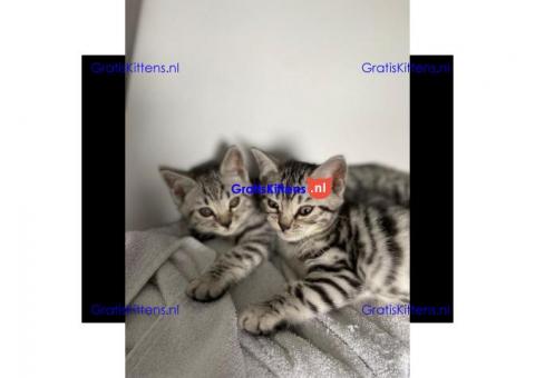 Verbazingwekkende geregistreerde zilveren Bengaalse kittens.