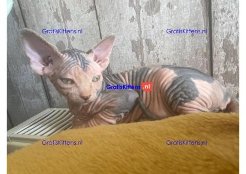 Mooie Sphynx-kittens