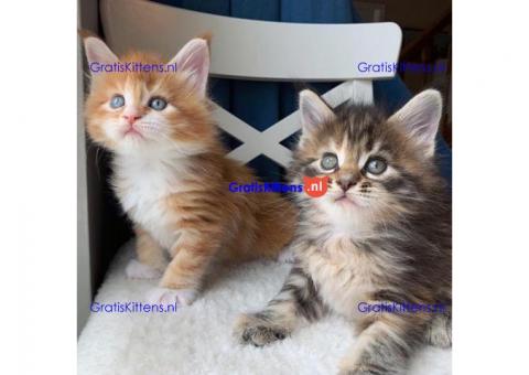 Goed gesocialiseerde Maine Coon Kittens