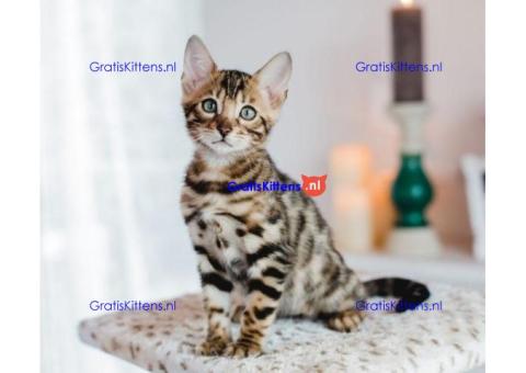 Bengaalse katten beschikbaar