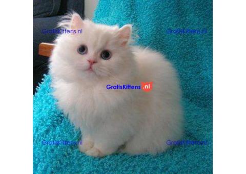 Ik heb prachtige Perzische kittens