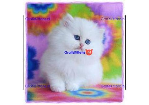 Leuke mannelijke en vrouwelijke Perzische kittens te koop