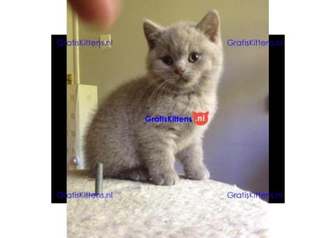 schattige Britse korthaar kittens voor adoptie
