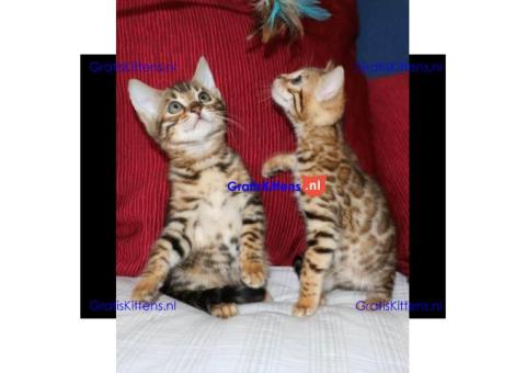 Lieve bengaalse kittens te koop