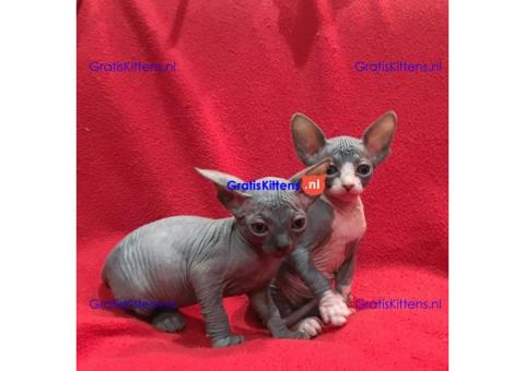 Sphynx-kittens met blauwe ogen zijn nu klaar