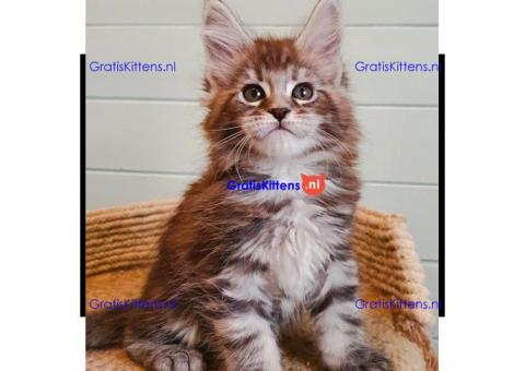 Maine Coon-kittens gratis