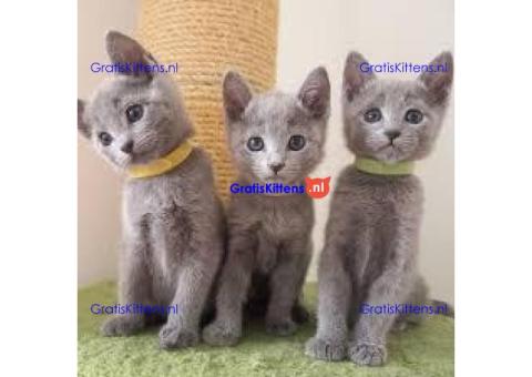 Blauwe Russische kittens te koop