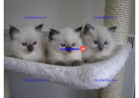 Ragdoll-kittens voor adoptie