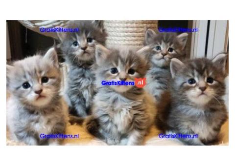 Schitterende maine coon kittens