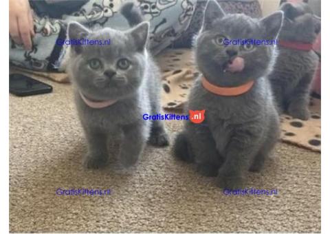 Schattige grijze britse korthaar kittens