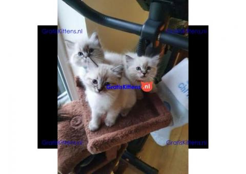 Ragdoll-kittens met stamboom