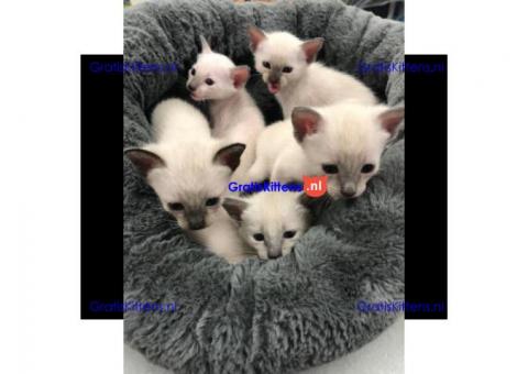 Schattige Siamese kittens met papieren