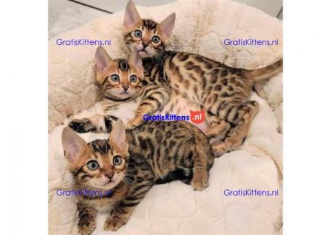 Tijger mannelijke en vrouwelijke Bengalen kittens