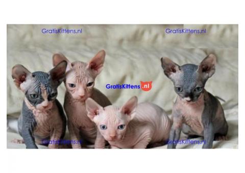 Schattige Sphynx kittens Kwaliteit Pedirgee