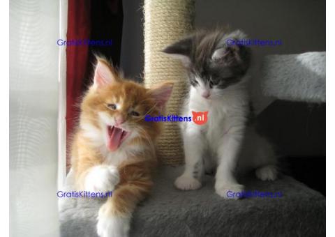 Goed gesocialiseerde Maine Coon Kittens