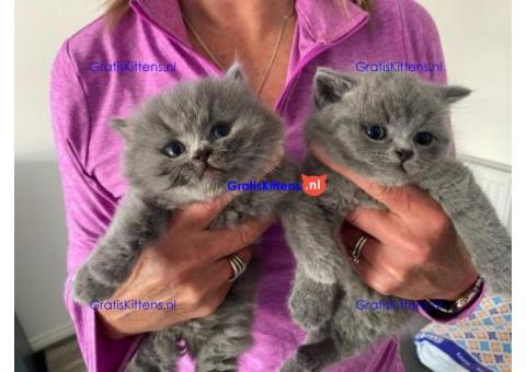 Schattige grijze britse korthaar kittens'