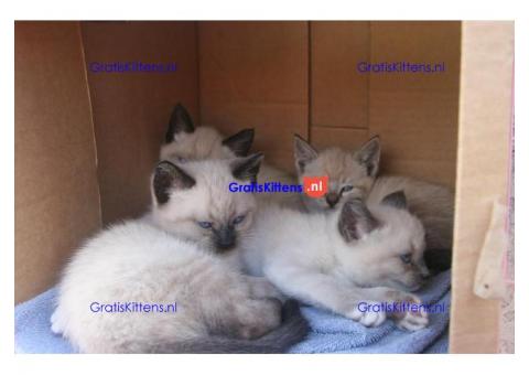 Schattige Siamese kittens met papieren