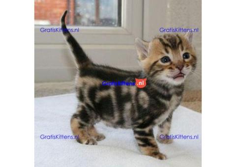 Schattige Bengaalse kittens