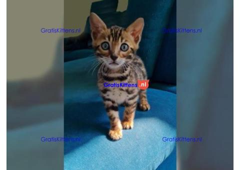 geweldige Bengaalse kitten voor adoptie