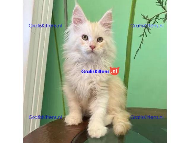 009 Xian (U) Maine Coon Male kitten