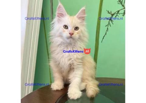 009 Xian (U) Maine Coon Male kitten