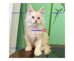 009 Xian (U) Maine Coon Male kitten