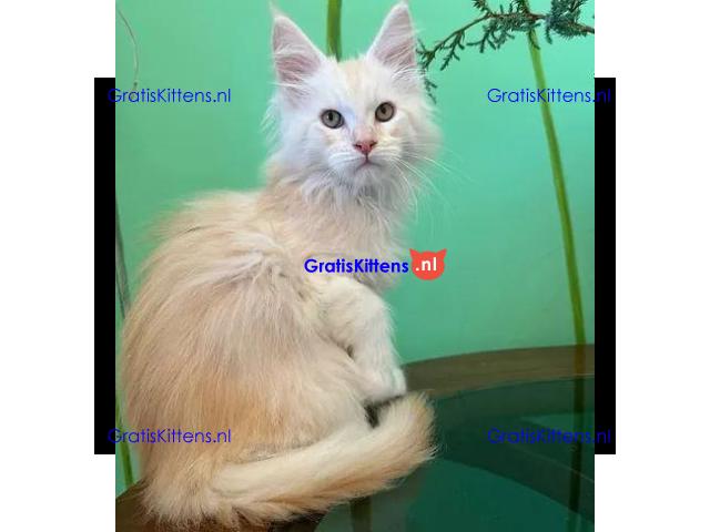 009 Xian (U) Maine Coon Male kitten