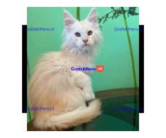 009 Xian (U) Maine Coon Male kitten