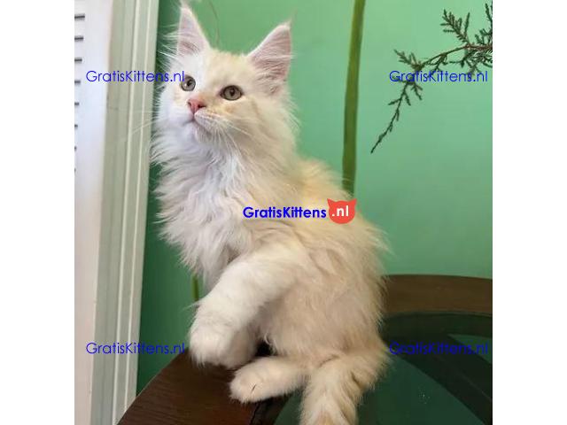 009 Xian (U) Maine Coon Male kitten