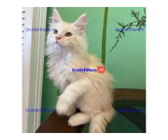 009 Xian (U) Maine Coon Male kitten