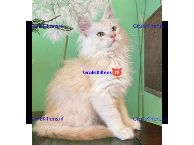 009 Xian (U) Maine Coon Male kitten