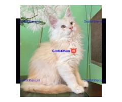 009 Xian (U) Maine Coon Male kitten