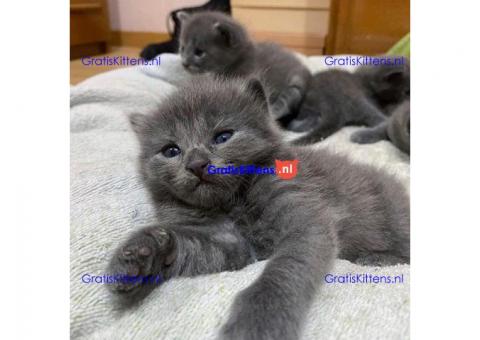 Prachtige Volle stamboom Russisch Blauwe kittens