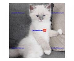 Super Ragdoll-kittens met stamboom