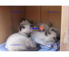 Schattige Siamese kittens met papieren